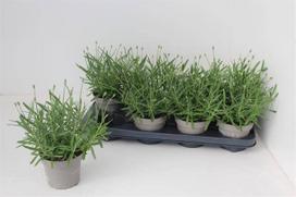 Daugiametė gėlė, levanda "Essence Pur", vazonėlio skersmuo 12 cm.