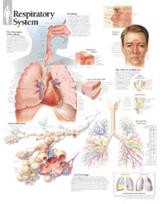 Respiratory System Laminated Poster