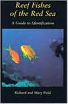 Reef Fish Of The Red Sea