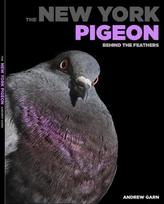 New York Pigeon