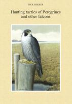 Hunting tactics of Peregrines and other falcons