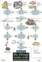 Fungi Name Trail