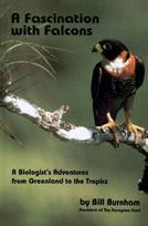 Fascination with Falcons