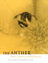 Anther
