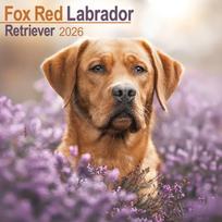 Fox Red Labrador Retriever Calendar 2026  Square Dog Breed Wall Calendar - 16 Month