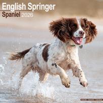 English Springer Spaniel (Euro) Calendar 2026  Square Dog Breed Wall Calendar - 16 Month