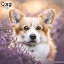 Corgi Calendar 2026  Square Dog Breed Wall Calendar - 16 Month