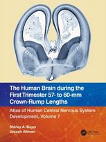 Human Brain during the First Trimester 57- to 60-mm Crown-Rump Lengths