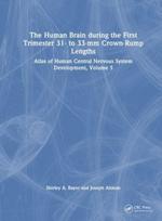 Human Brain during the First Trimester 31- to 33-mm Crown-Rump Lengths