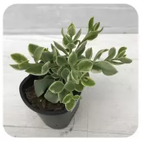 Vienmetė gėlė, daratėlė, vazonėlio skersmuo 11 cm.