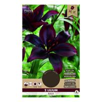 Svogūninės gėlės lelija ASIATIC BLACK, 16 - 18 mm, 2 vnt.