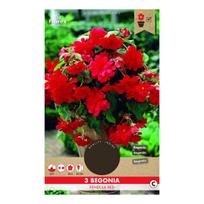 Svogūninės gėlės begonija Pendula Red, 5/6, 3 vnt.