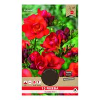Svogūninės gėlės frezija Double Red, 5/6, 15 vnt.