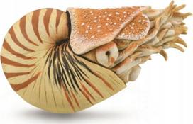 Žaislinė figūrėlė Collecta Nautilus Pompilius 88907, 10 cm, ruda sp.