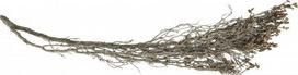 Akvariumo dekoracija Terra Natura Underwater Root, ruda sp., 20 cm
