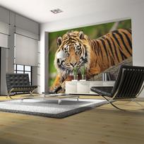 Fototapetas Artgeist Sumatran Tiger, 231 cm x 300 cm