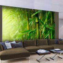 Fototapetas Artgeist Jungle - Bamboo XXLFTNT0980, 231 cm x 231 cm