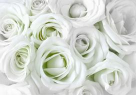 Fototapetas Artgeist Satin Rose (Green) XLFT1784SAM, 175 cm x 245 cm
