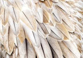 Fototapetas Artgeist Close-Up Of Bird'S Wings - Uniform Close-Up On Beige Bird Feathers, 280 cm x 392 cm