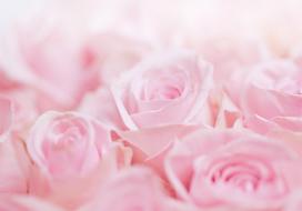 Fototapetas Artgeist Ocean Of Roses, 210 cm x 300 cm