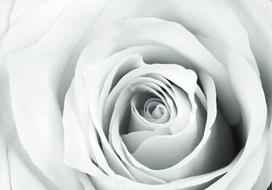Fototapetas Artgeist Rose Charade XLNEW011206SAM, 175 cm x 245 cm