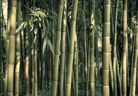 Fototapetas Artgeist Bamboo Exotic, 140 cm x 140 cm