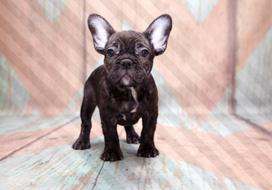 Fototapetas Artgeist French Bulldog, 315 cm x 441 cm