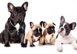 Fototapetas Artgeist French Dogs, 210 cm x 294 cm