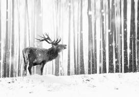 Fototapetas Artgeist Deer In The Snow (Black And White) SFT1868, 70 cm x 100 cm