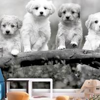 Fototapetas Artgeist Four Puppies, 315 cm x 450 cm