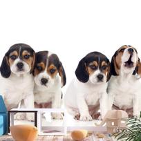 Fototapetas Artgeist Sad Puppies, 315 cm x 450 cm