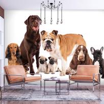 Fototapetas Artgeist Animal Portrait - Dogs With A Brown Labrador In The Centre On A White Background, 175 cm x 250 cm