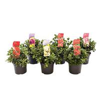 Krūmas azalija MIX, (spalva/dizainas parenkami atsitiktine tvarka), ø22 cm, 30 cm