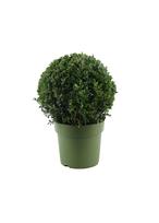 Buksmedis BALL, 22 cm, ø23 cm