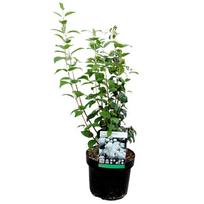 Krūmas jazminas SNOWBELLE, 40 cm, ø19 cm
