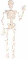 Edukacinis žaislas, skeletas Eduplay, balta sp., 15 vnt.