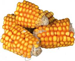 Skanėstas graužikams Trixie Corn Cobs, triušiams/graužikams, 0.3 kg