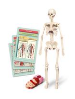 Edukacinis žaislas Clementoni The Human Body Mini-Set