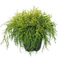 Puskiparisis SUNGOLD, 40 cm, ø17 cm