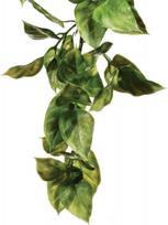 Akvariumo dekoracija Exo Terra Amapallo, žalia sp., S