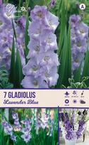 Svogūninės gėlės kardelis LAVENDER BLUE, 10 - 12 mm, 7 vnt.