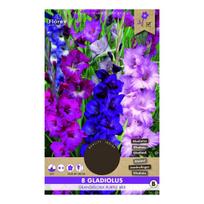 Svogūninės gėlės kardelis Grandiflora Purple Mix, 12/14, 8 vnt.