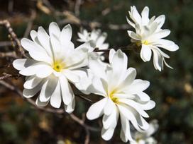 Krūmas magnolija Royal Star, ø23 cm, 50 - 60 cm