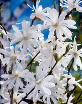 Krūmas magnolija STELLATA, ø17 cm, 30 cm
