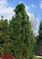 Pušis GREEN TOWER, 80 - 100 cm, ø35 cm