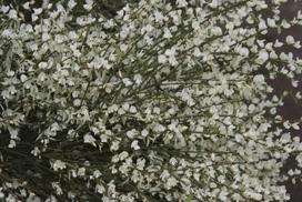 Krūmas raipstas ALBUS, ø17 cm, 30 - 40 cm