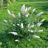 Krūmas budlėja BUTTERFLY CANDY LITTLE WHITE, ø19 cm, 30 cm