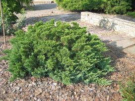 Kadagys TAMARISCIFOLIA, 20 - 30 cm, ø19 cm