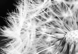 Fototapetas Artgeist Black And White Dandelion NEW010916SAM, 256 cm x 343 cm