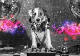 Fototapetas Artgeist Dj Dog, 70 cm x 100 cm